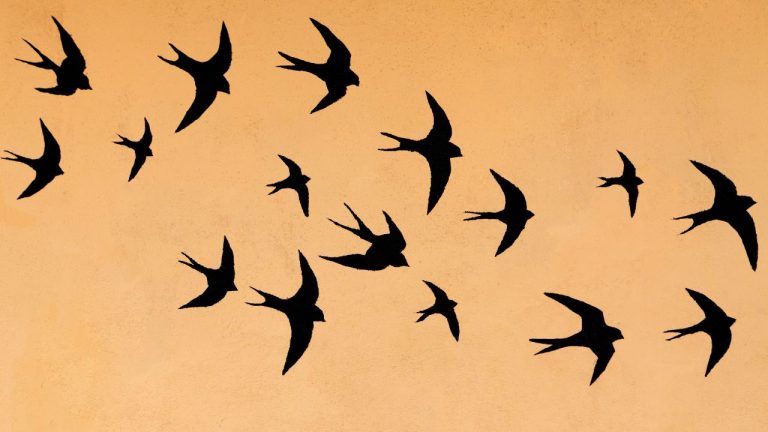 Tatouage : signification du symbole de l&rsquo;hirondelle