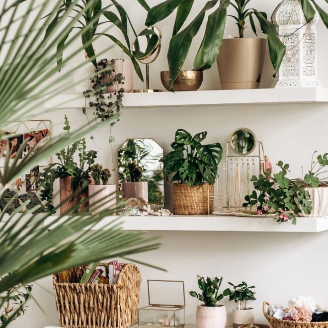 Quelles plantes conviennent le mieux à votre maison ?
