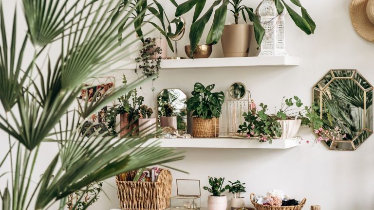 Quelles plantes conviennent le mieux à votre maison ?